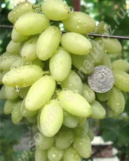 Кишмиш неукрывные