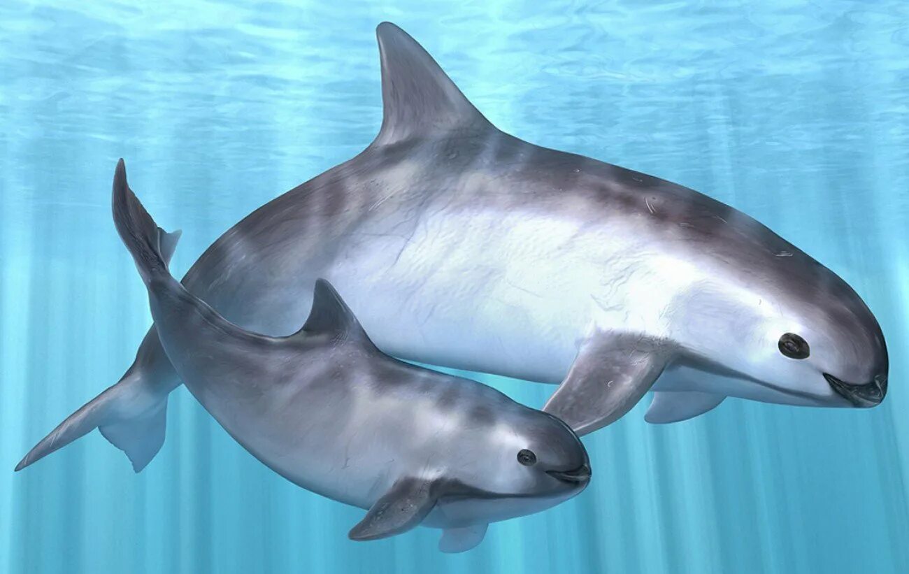 черноморская морская свинья азовка. морские свиньи морские млекопитающие. дельфин азовка. дельфин азовка морская свинья. дельфин вакита.