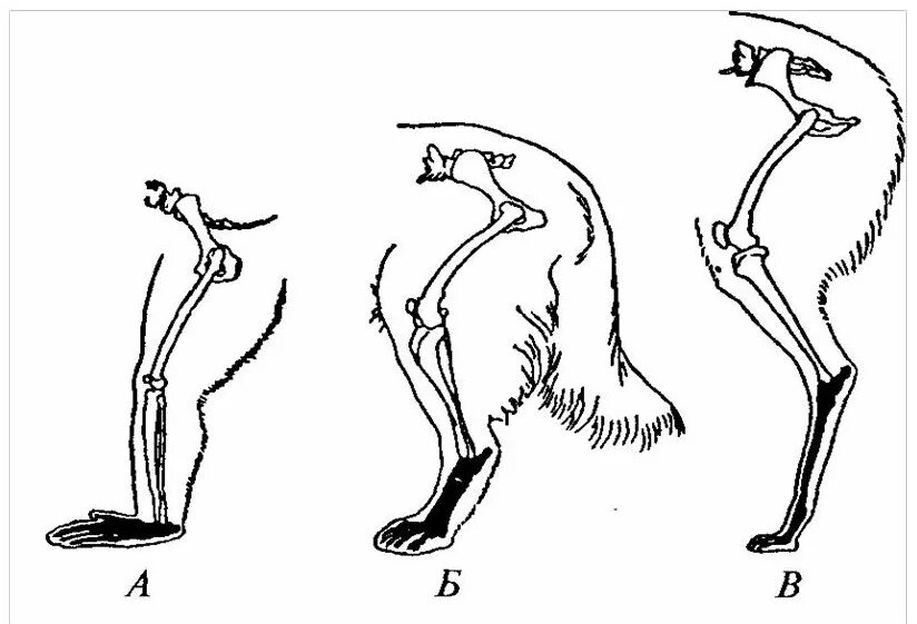 Расположение конечностей у млекопитающих