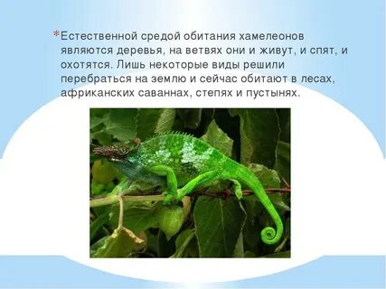 Хамелеон обитание