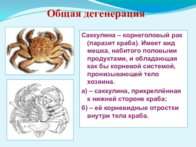 Выберите прогресс дегенерации. Общая дегенерация примеры у животных. Саккулина. Дегенерация примеры у животных и растений. Дегенерация это в биологии.