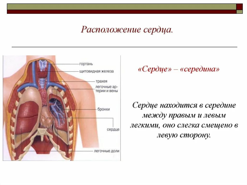 Сердце снизу. Что находится снизу сердца. Что находится снизу сердца у человека. Сердце расположение строение.