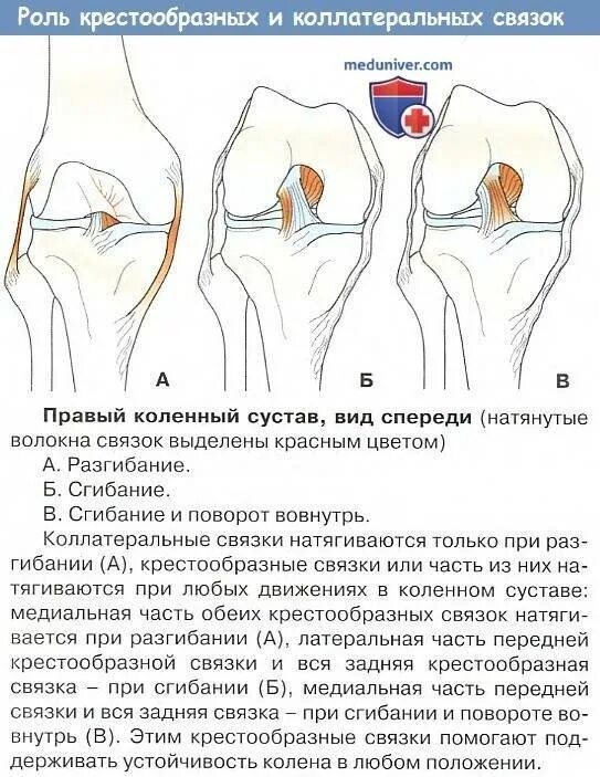 Резко начали болеть ноги. Хруст колена сбоку с внутренней стороны. Болит сбоку коленного сустава. Боль в колене при сгибании. Болит колено в согнутом состоянии.