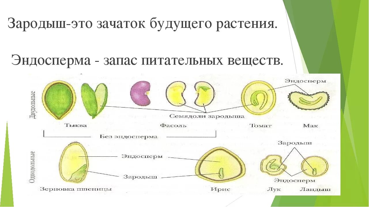 В каких структурах содержится запас питательных веществ. Строение зародыша растений биология. Структура зародыша растения. Строение эндосперма. Строение зародыша цветка.