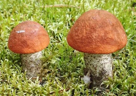 Красноголовики рецепты
