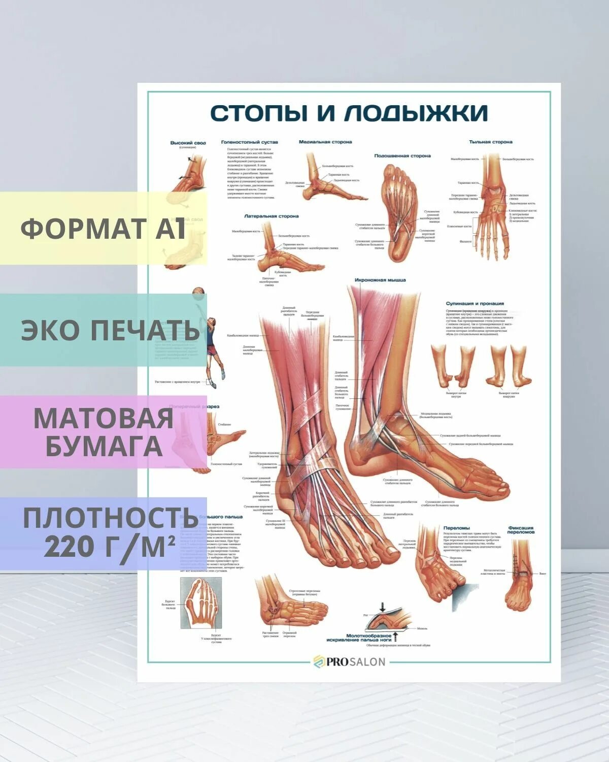 Где находятся плакаты. Стопы и лодыжки плакат. Плакаты в кабинет подолога. Плакат строение стопы. Плакаты стопы анатомические.