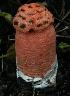 Грибы населяют