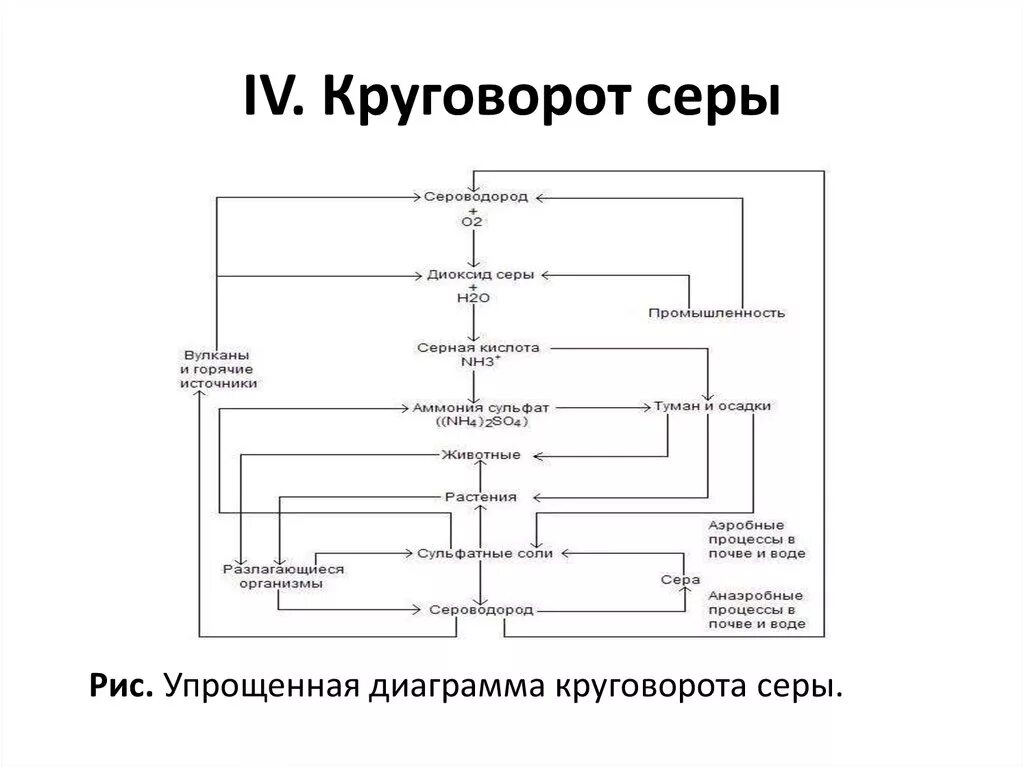 Круговорот серы в природе 11 класс. Круговорот серы в природе таблица. Круговорот серы в природе схема биология. Круговорот серы схема по биологии.