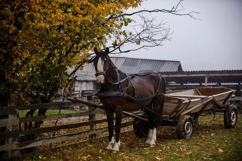 Telega c. телега. телега старинная. телега повозка. воз телега.