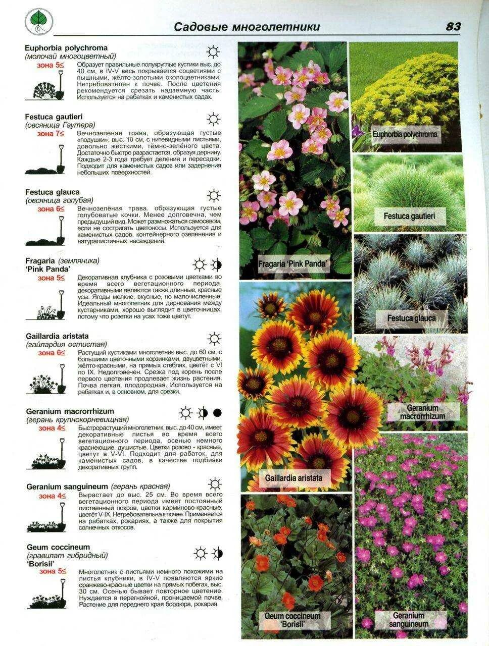 Многолетние цветы каталог. Название садовых цветов. Список многолетних цветов. Каталог многолетних цветов.
