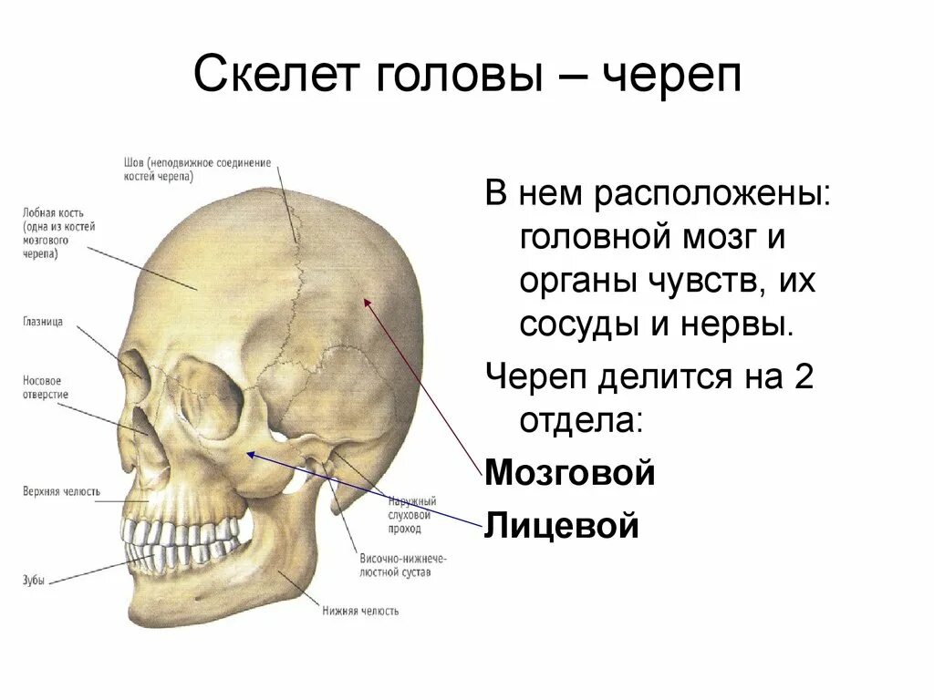 Скелет головы человека