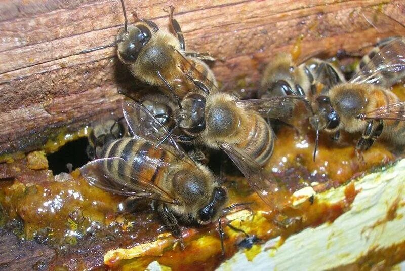 Bee propolis