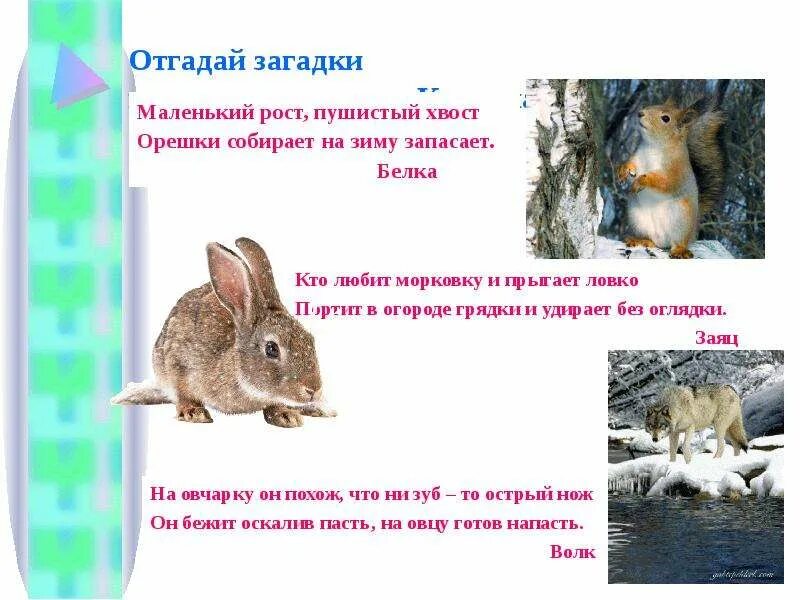 Загадки угадывать животных. Загадки о животных. загадки про зверей. загадки про зимующих животных. загадки про зимних животных.