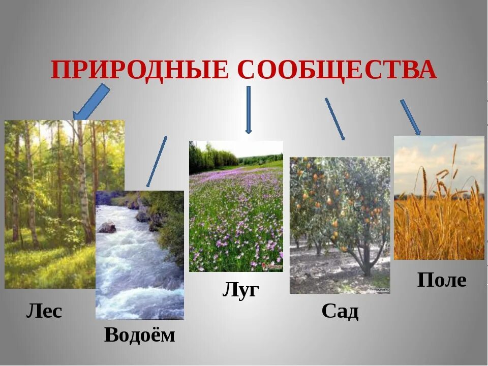 Название сообщества окружающий. Природные сообщества. природное сообщество окружающий мир. природное растительное сообщество. природные сообщества 3 класс.