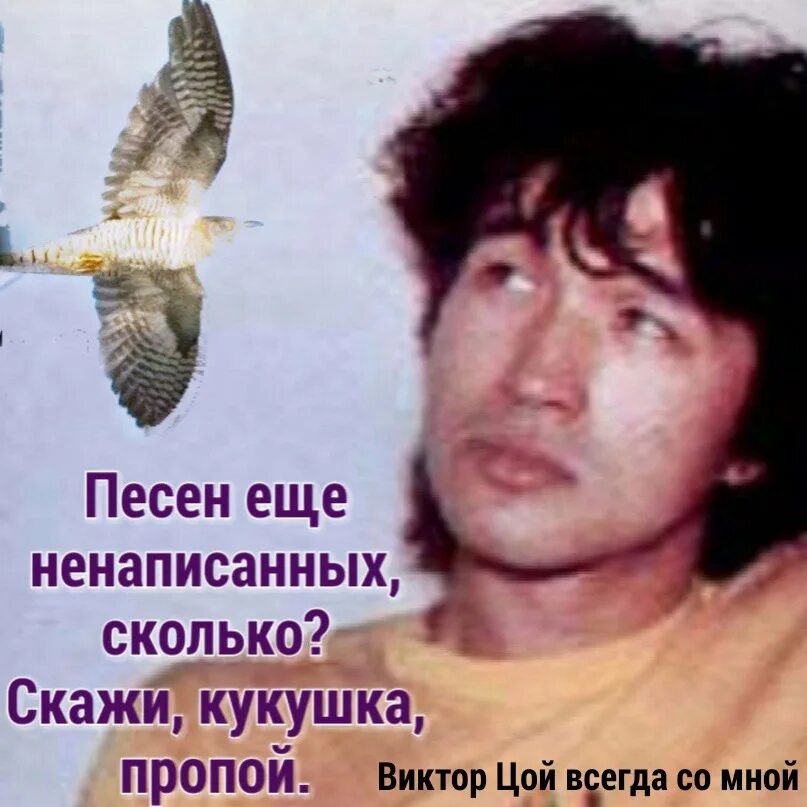 Цой. Песня песен еще ненаписанных скажи кукушка. Кукушка текст. Песня кукушки. Песен еще ненаписанных сколько скажи кукушка пропой цой.