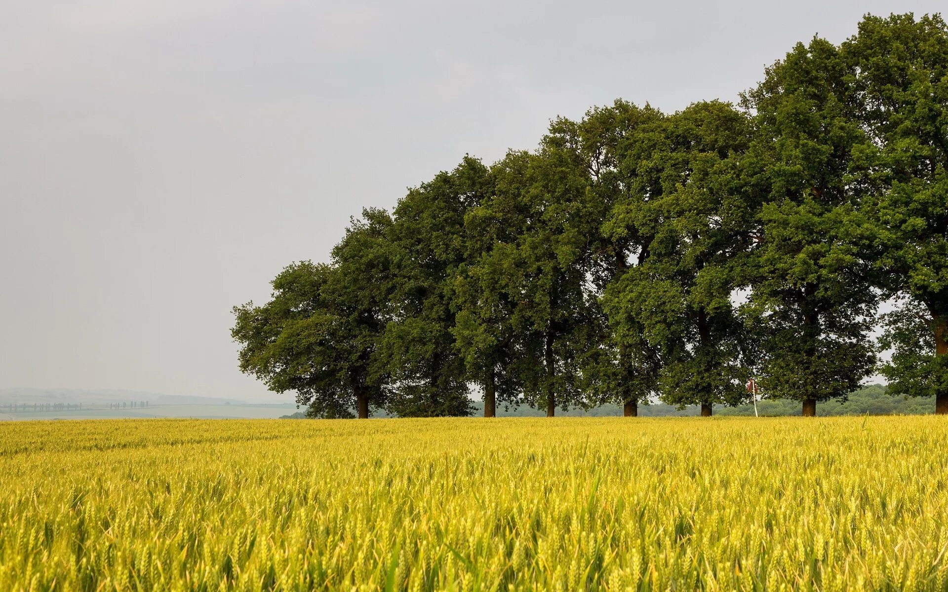 Tree farm