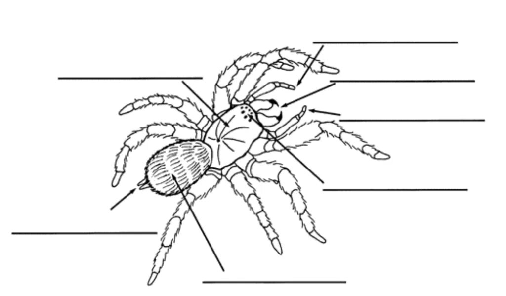 Паукообразные схема. Внешнее строение паукообразных. Строение паука схема. Строение паука крестовика. Внешнее строение паука схема.
