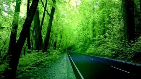 Green forest