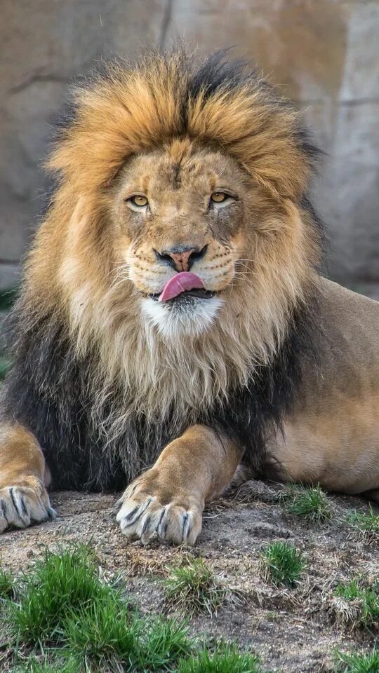 Taking it lion down: Kenyan rangers fit predators with GPS to prevent them from 
