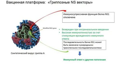 Симптомы гриппа 2024 москва