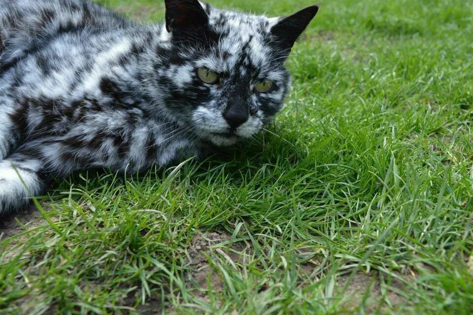 Пестрый кот. Кот Скрэппи мраморный. Пестрая кошка. Необычные коты. Кот с пятнистой окраской.