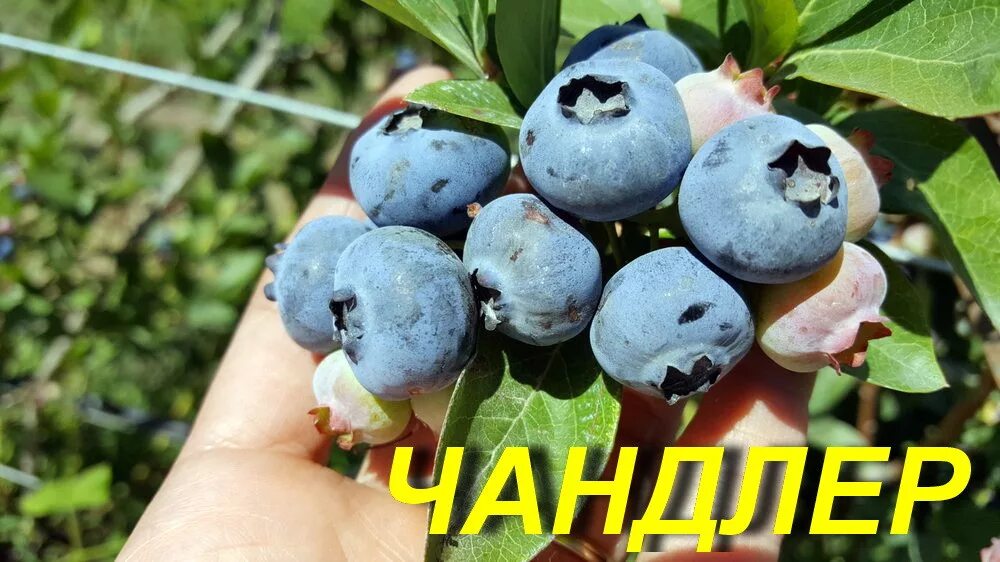Голубика эрлиблю. Голубика какой сорт лучше для подмосковья. Голубика высокорослая блюджей. Голубика nord blue. Голубика высокорослая bluejay.