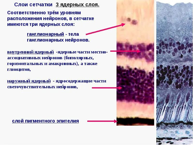 Слои сетчатки глаза гистология. Наружный ядерный слой сетчатки функции. Строение сетчатки глаза гистология. Наружно-ядерный слой сетчатки.