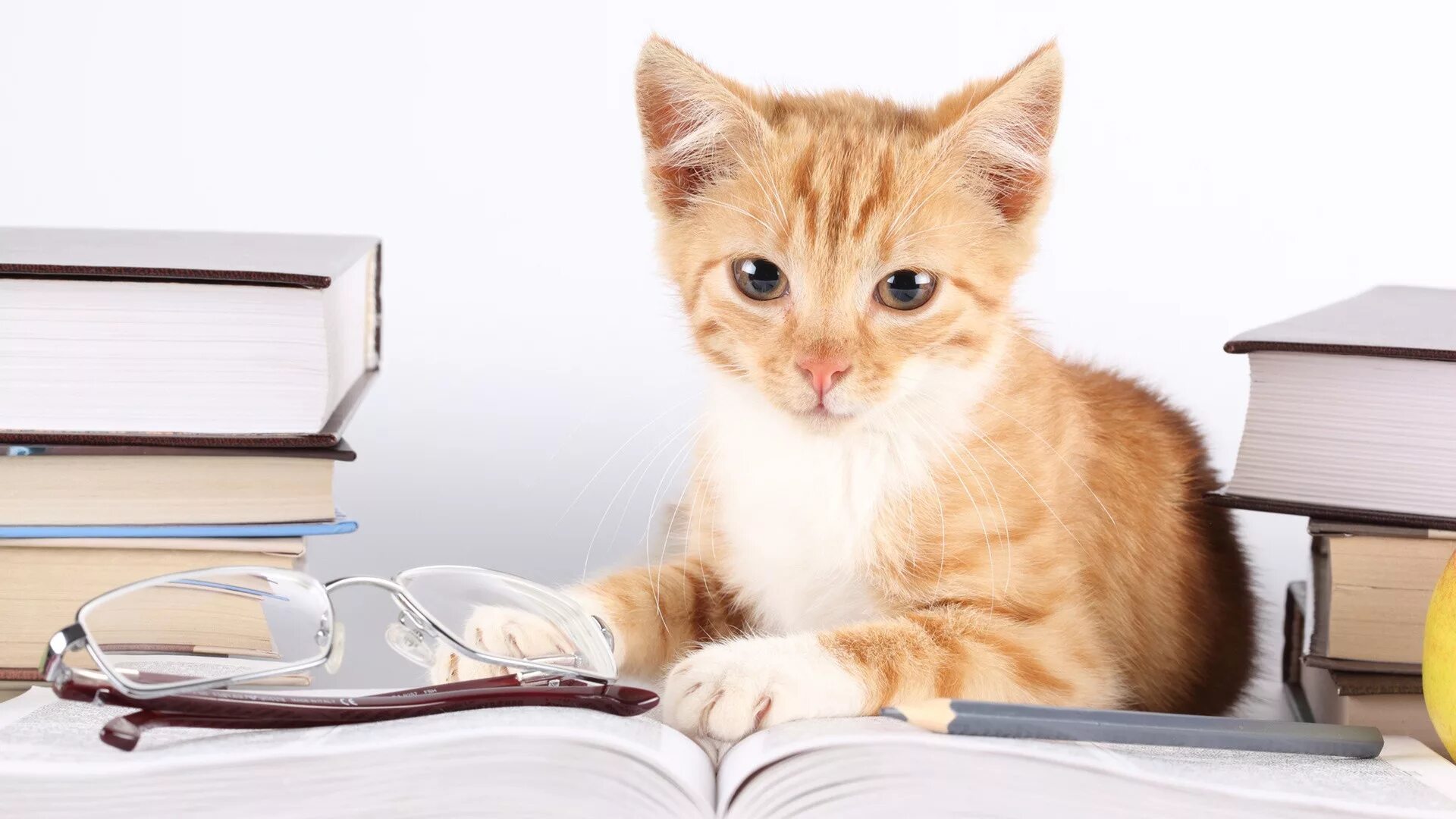 Котенок с книгой. Книга котик. Кот в очках с книгой. Умный кот. Умный кот.