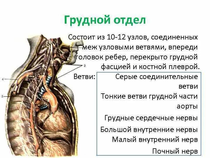 Он отличается большой и состоит из отделов. Ветви грудного отдела. Грудной отдел состоит. Грудной отдел состоит из узлов. Ветви грудинного отдела.