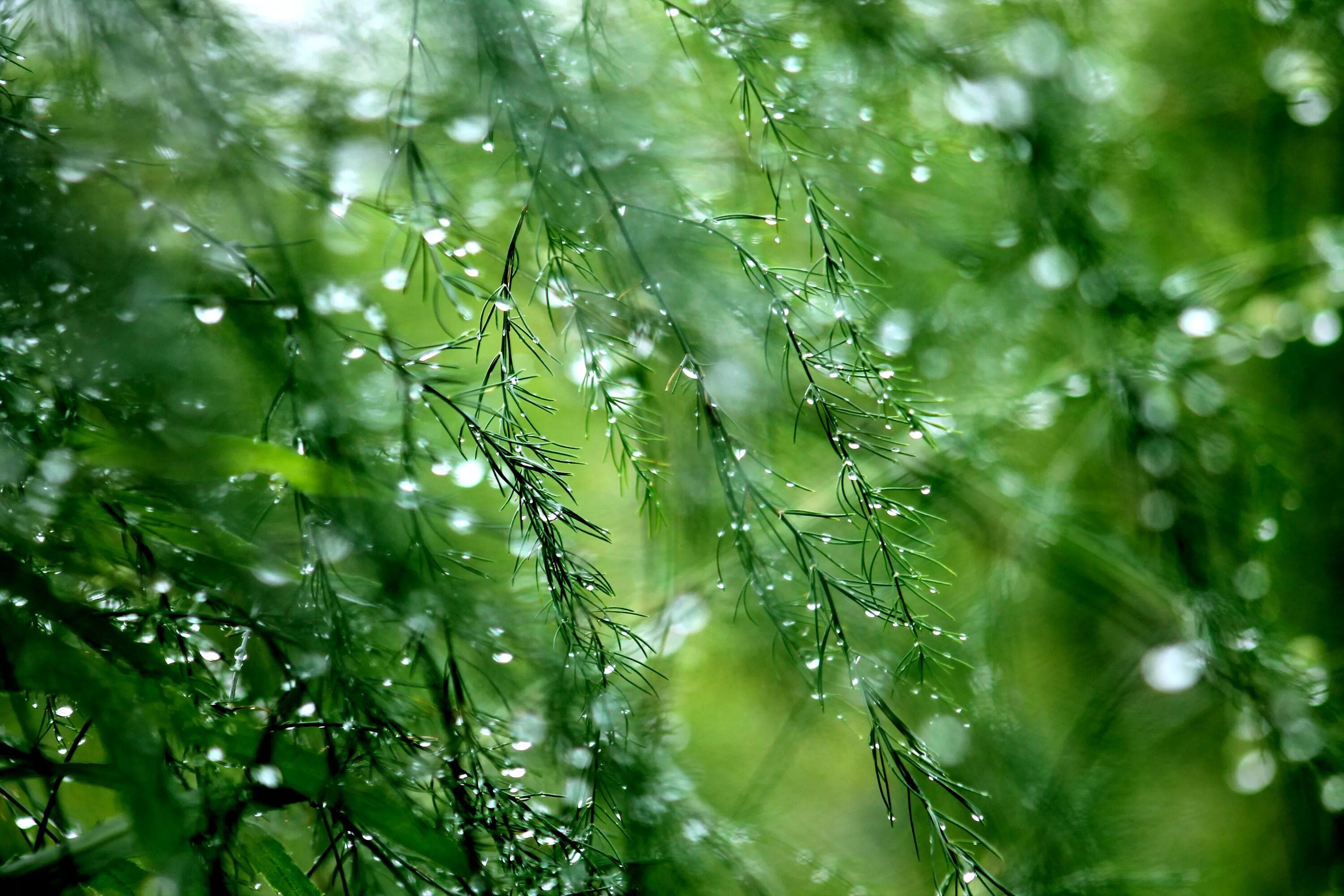 Природа дождь. Зелень после дождя. Лес после дождя. Роса на траве.