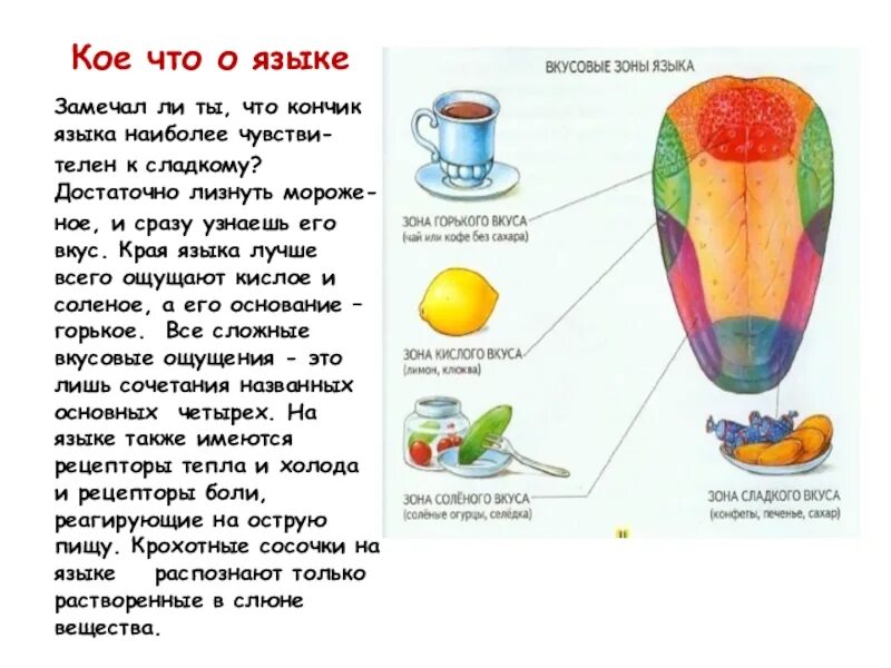 Кончик языка лучше различает. Вкусовые зоны языка 4 класс. Зоны языка вкусовые рецепторы. Зоны вкуса на языке. Вкусовые зоны языка человека.