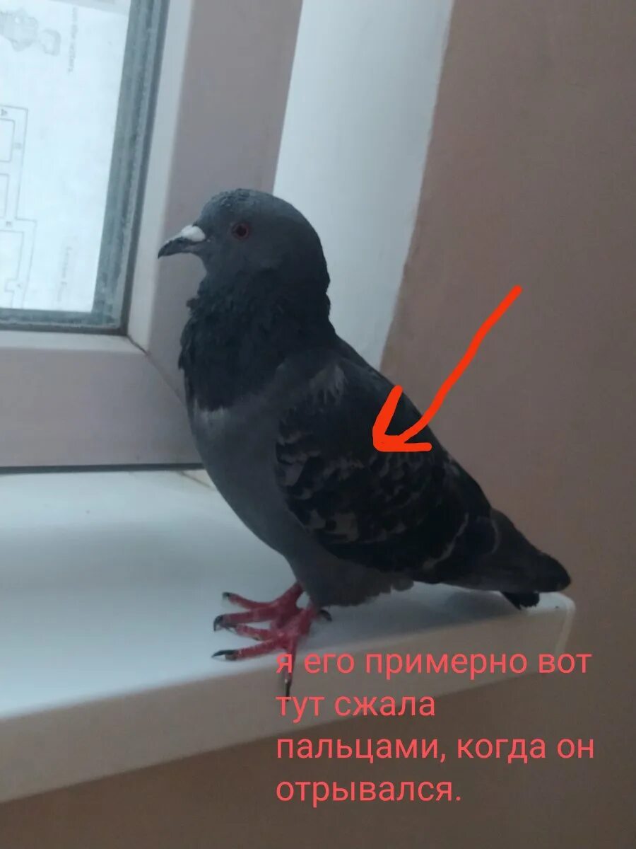 Что означает голубь в окно. Что означает голубь в окно