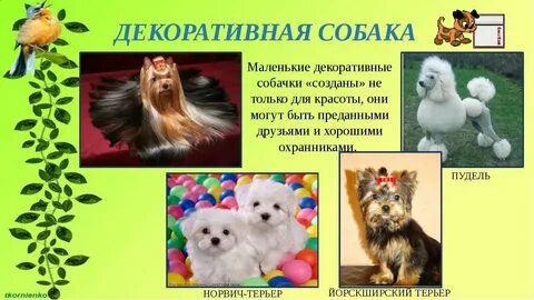 Значение группы декоративные