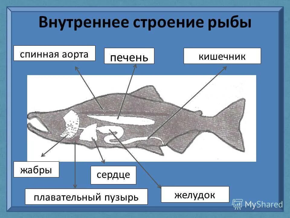 Строение рыбы. Строение рыбы строение. Внутренне строение рыбы. Внешнее и внутреннее строение рыб.