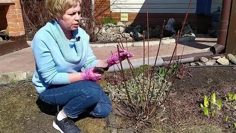 Обрезка метельчатой гортензии осенью видео