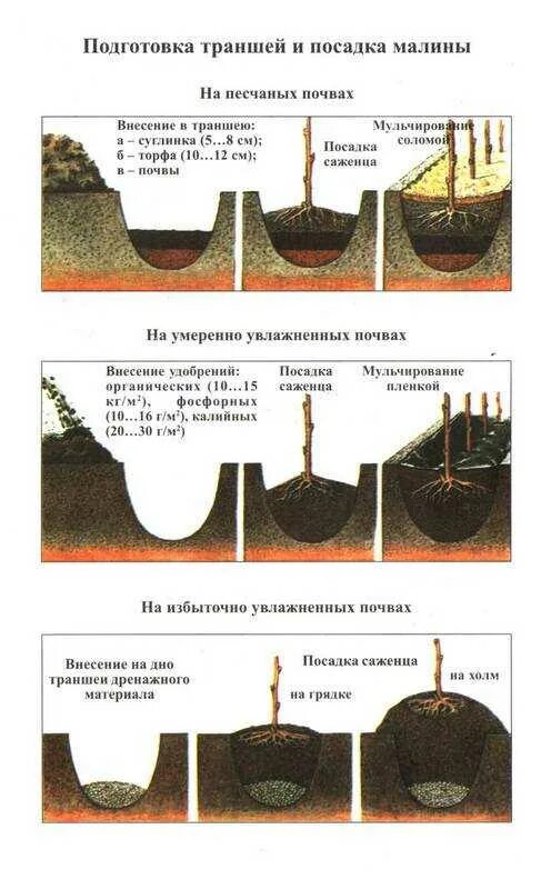 Схема посадки малины. Схема посадки малины на участке в открытом грунте. Схема посадки малины Кустовым способом. Как подготовить траншею для посадки малины. Способы высадки