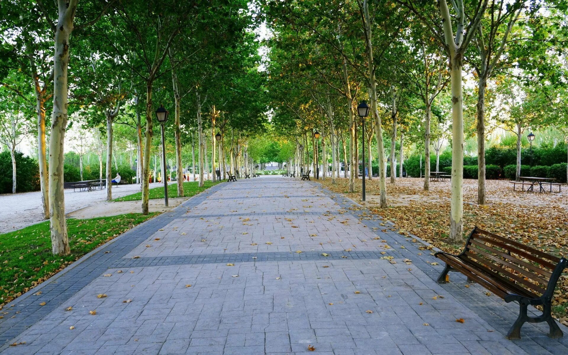 Аллеи деревьева италии. Ландшафтный урбанизм царицыно. Боскет парк петергоф петербург. Парк липовая аллея электроугли осень. Ясная поляна аллея.