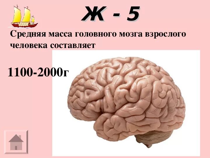 Средняя масса мозга человека. Масса головного мозга. средняя масса головного мозга человека составляет. средняя масса головного мозга. средняя масса мозга взрослого человека.