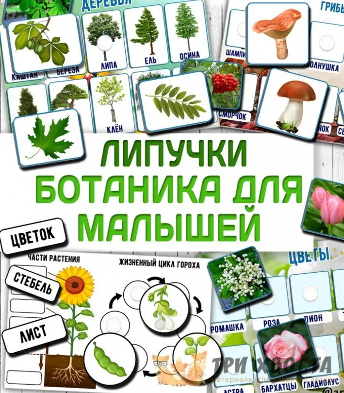 Занимательная ботаника для малышей. Ботаника для дошкольников. Ботаника для садоводов. Набор ботаника для детей.