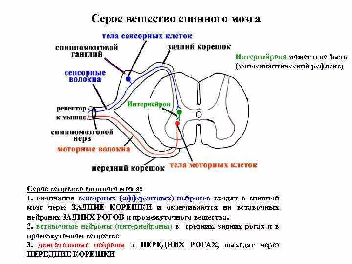 Вставочные Нейроны спинного мозга. Схема тормозные Нейроны спинного мозга. Где расположены вставочные Нейроны спинного мозга. Двигательные Нейроны спинного мозга образованы.