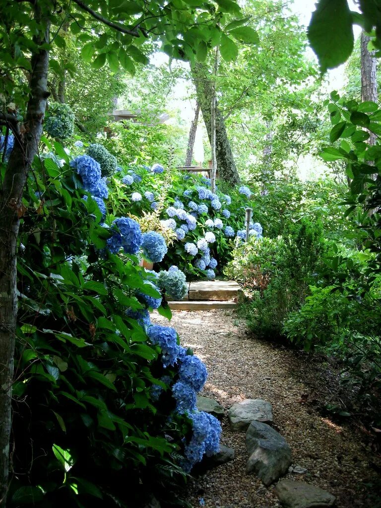Голубой сад роз. Синие цветы в саду. Сад в сине белых тонах. Синие гортензии в саду.