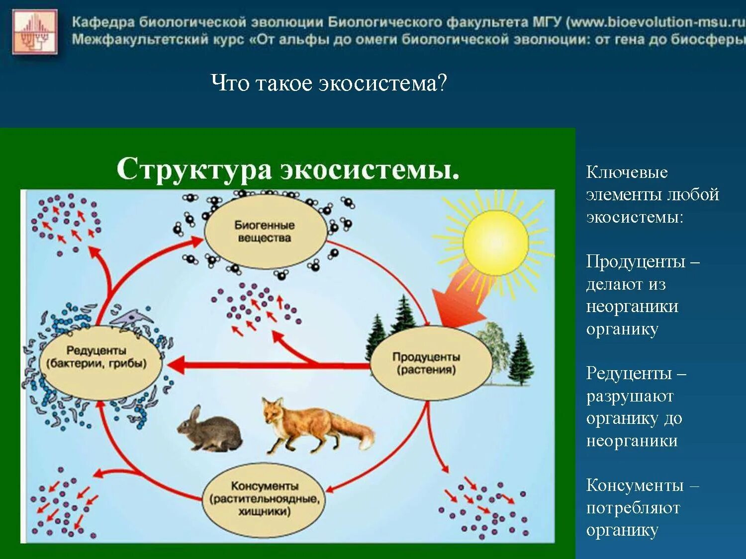 Связь между экосистемами. Круговорот веществ в экосистеме. Круговорот энергии в экосистеме. Биогенный круговорот веществ. Структура экосистемы.