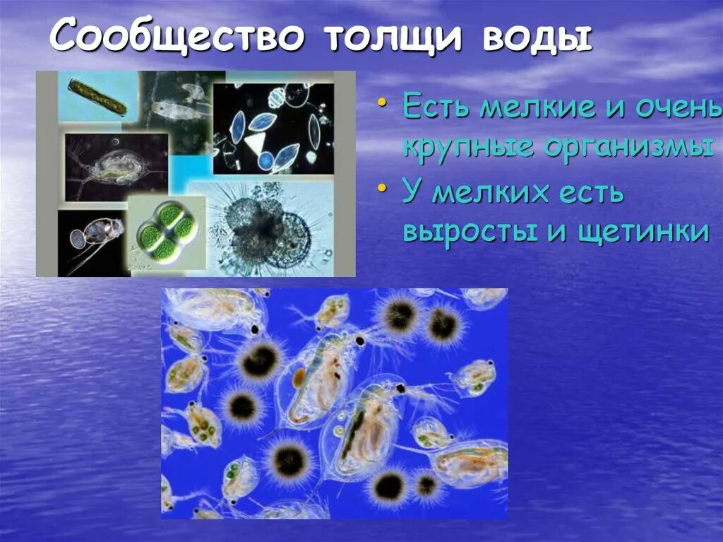 Обитают в толще морской воды. Толща воды обитатели. Организмы обитающие в толще воды. Жизнь организмов в морях и океанах. Сообщество толщи воды обитатели.