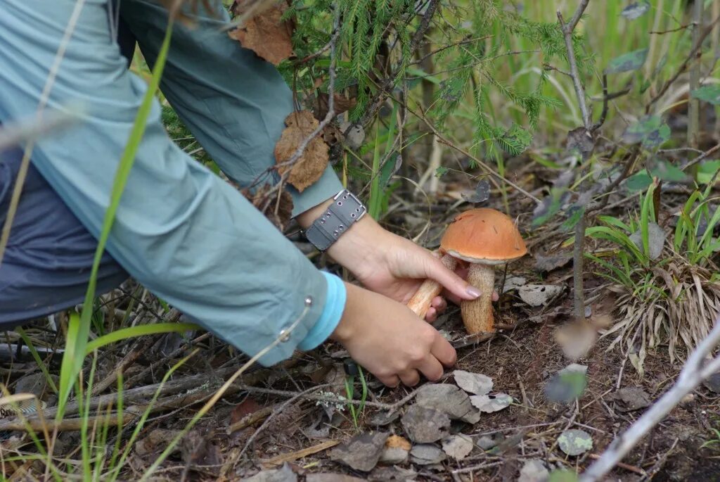 в лес за грибами. белый гроб. какие грибы сейчас пошли. грибы в августе, грибы в сентябре. грибы ленобласти.