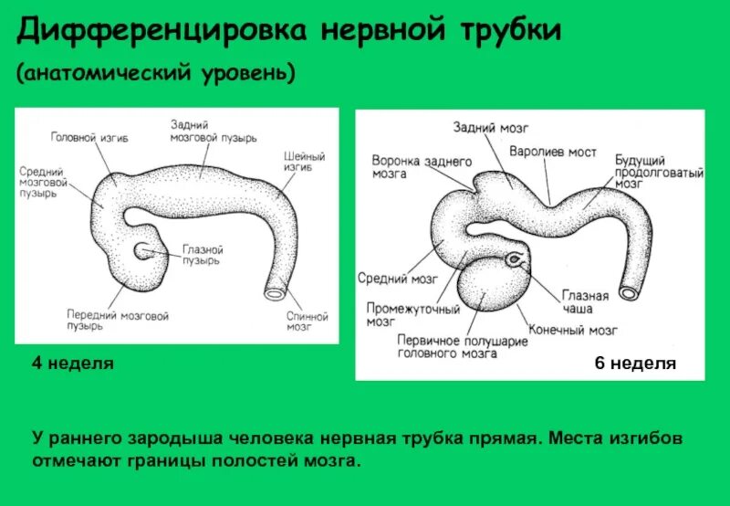 Дифференцировка нервной трубки. Этап дифференцировки нервной трубки. Нервная трубка человека. Изгибы нервной трубки. Изгибы мозга