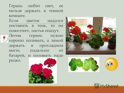 Герань какую температуру выдерживает на улице осенью