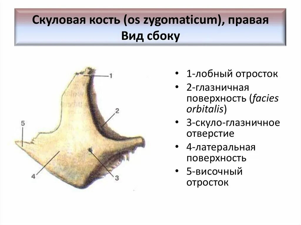 Анатомия скуловой кости