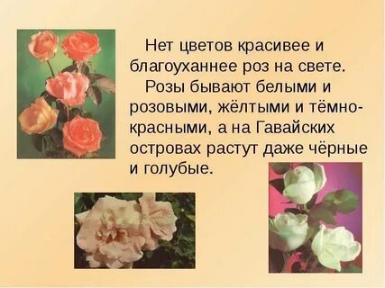 Научный текст про розу