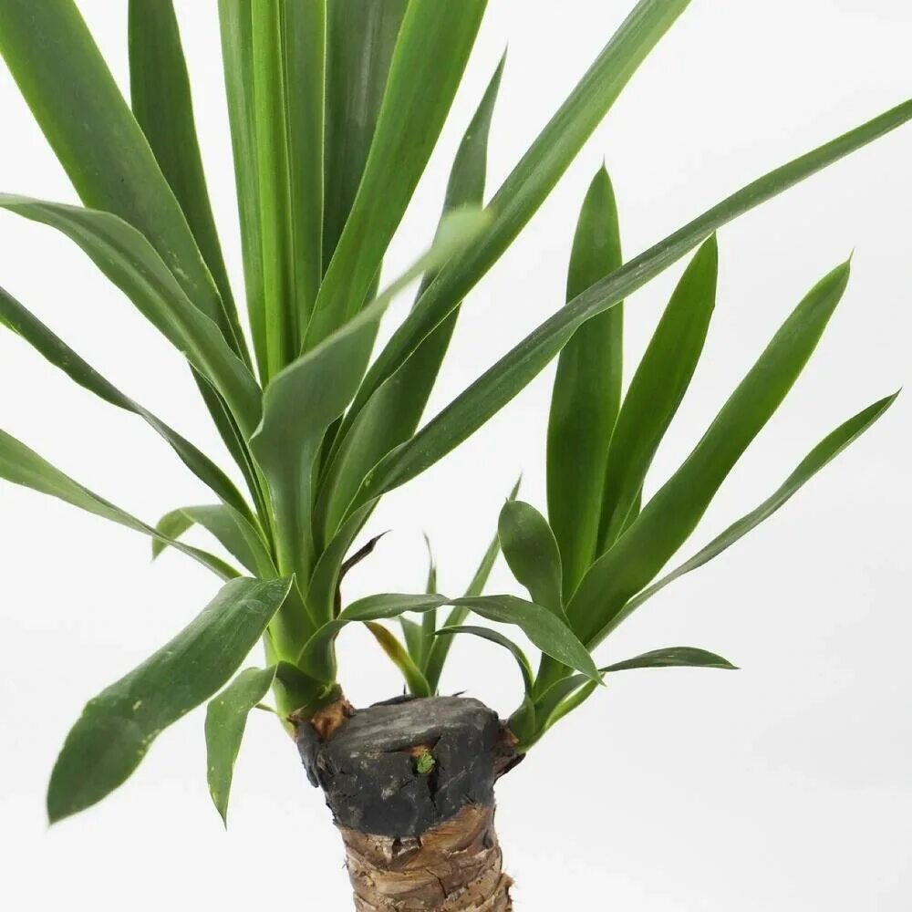 Юкка какую землю. Драцена юкка. юкка цветок комнатный. yucca elephantipes. юкка комнатная.