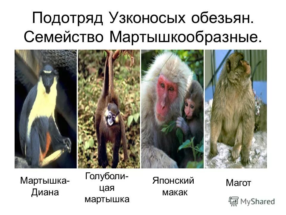 Обезьяны представители. Подотряд высшие приматы представители. Приматы представители список. Приматы млекопитающие представители. Приматы млекопитающие представители.